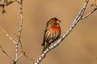 House finch in Palm Springs, California, USA Art Print